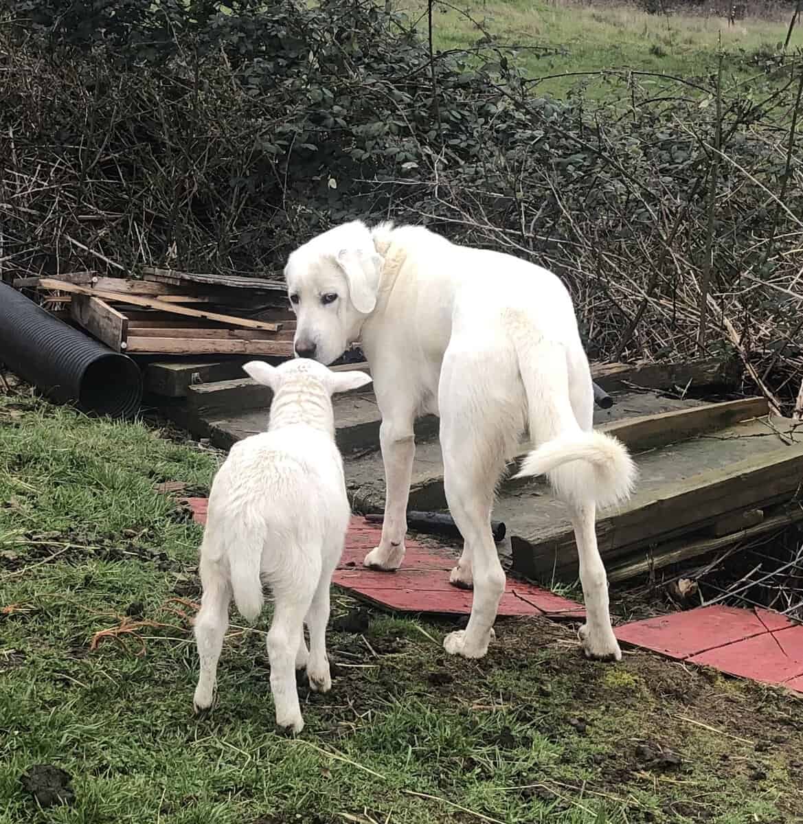 5 year old Akbash/ Great Pyrenees LGD image 7
