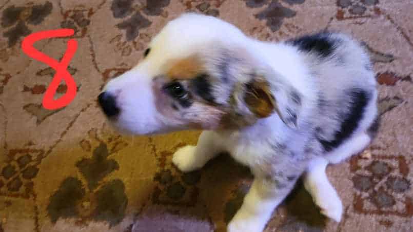 Australian Shepherd / Border Collie image 8