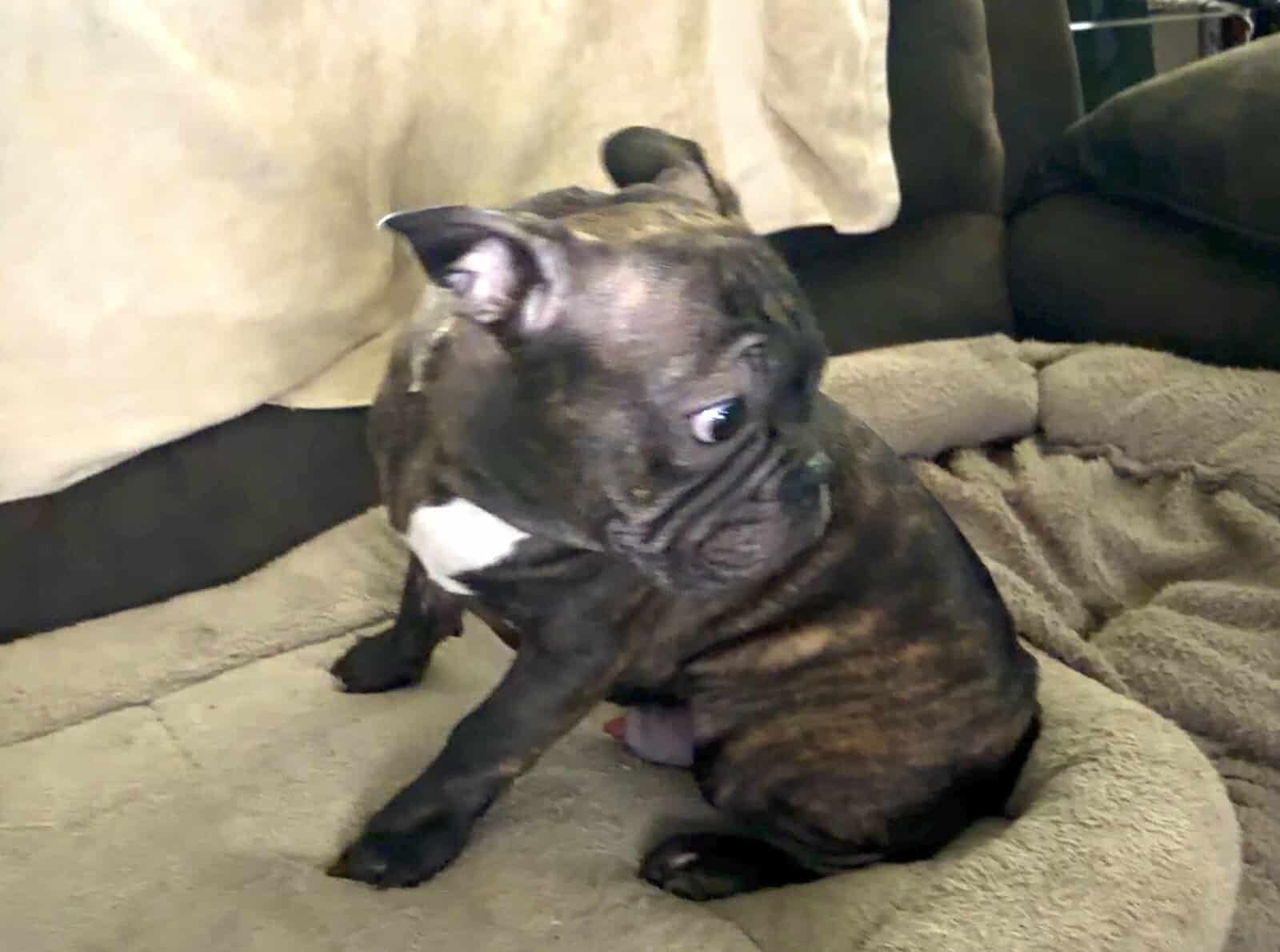 French Bulldog for sale “Sirloin” image 2