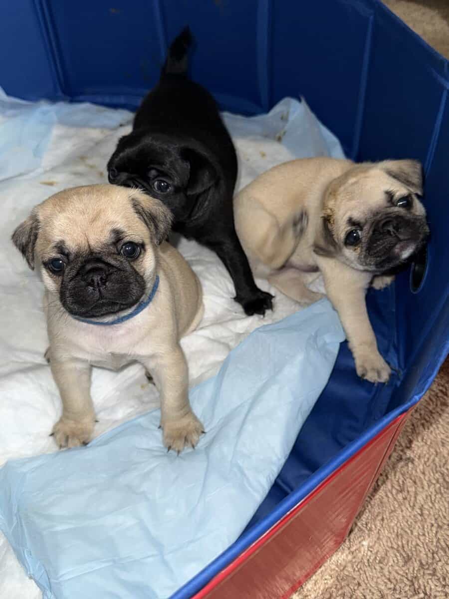 Pug Puppies image 1