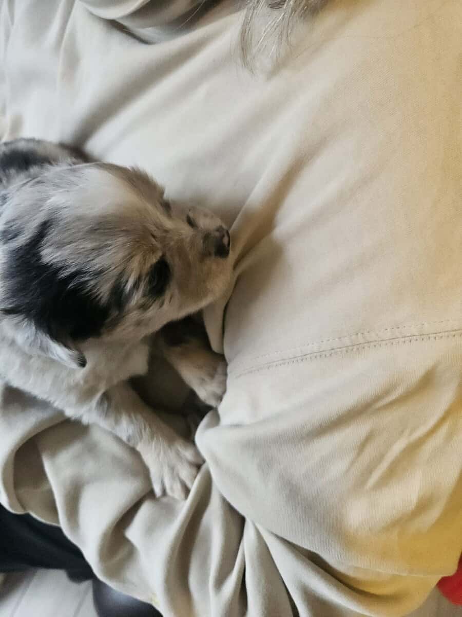 2 Australian shepherd puppies image 12