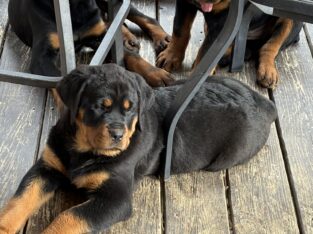 Rottweiler Pups Ready to Go 12 weeks old