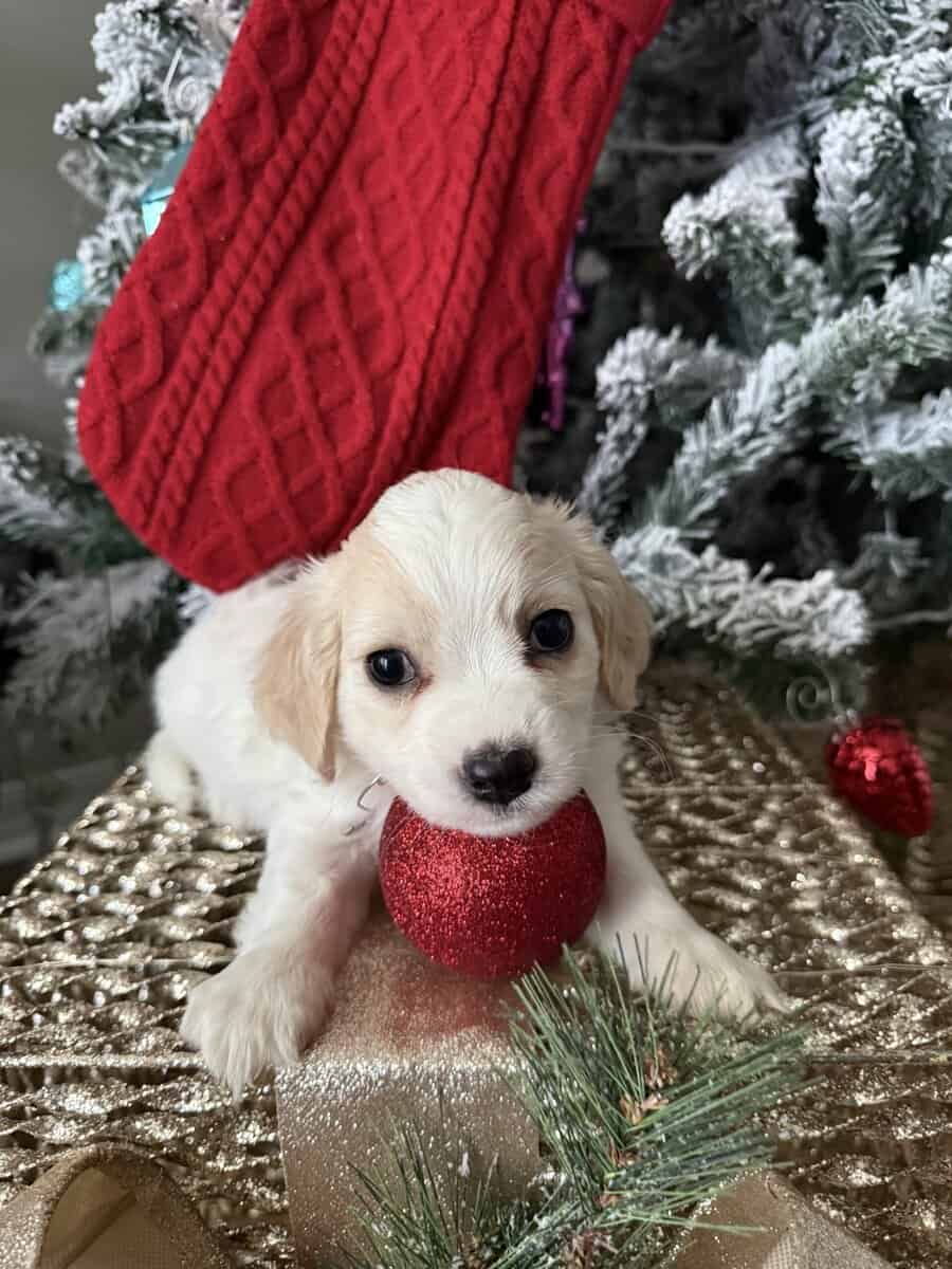 Cavachon Pups For Sale image 5