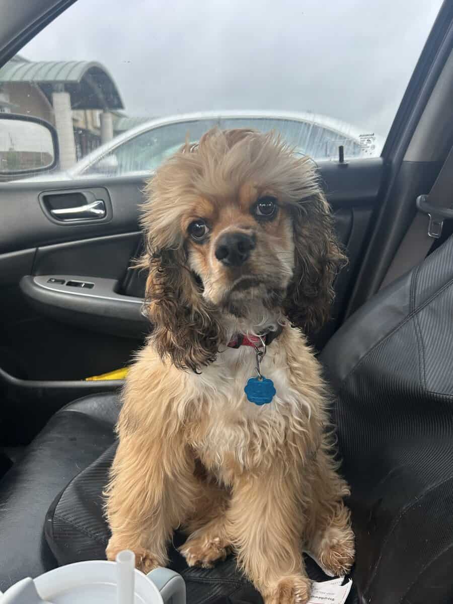 Cocker spaniel image 2