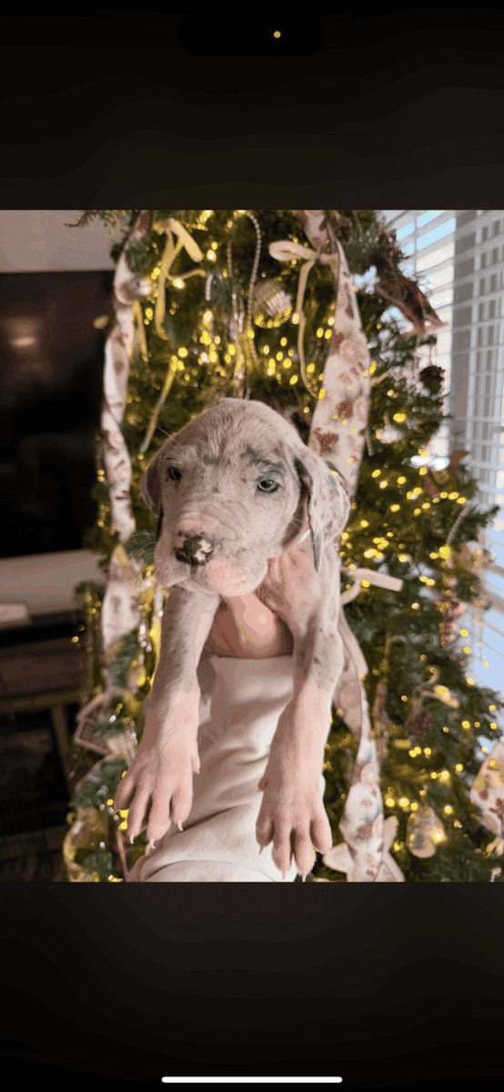 Great Dane puppies image 3