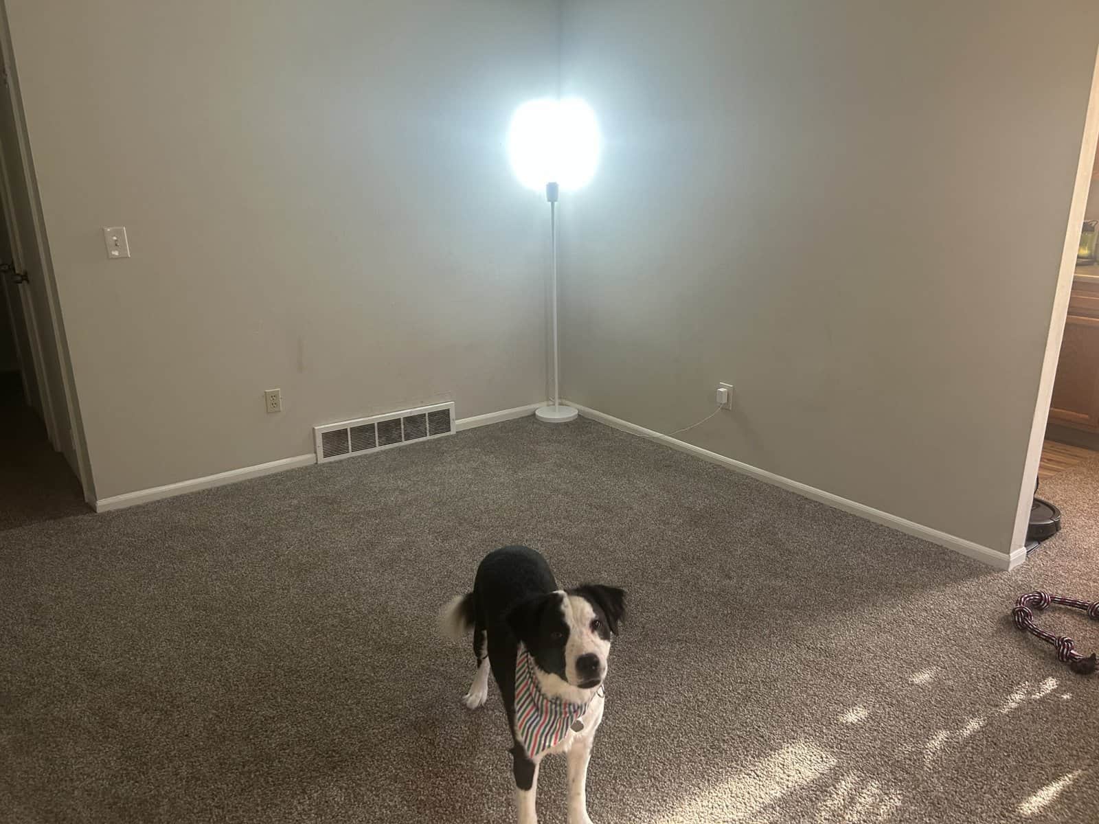 Border Collie mix, needs a kid free home. image 1