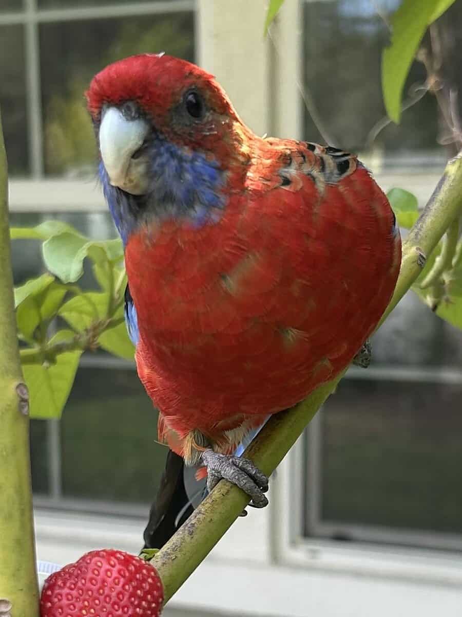 Jessie rosella parrot image 4