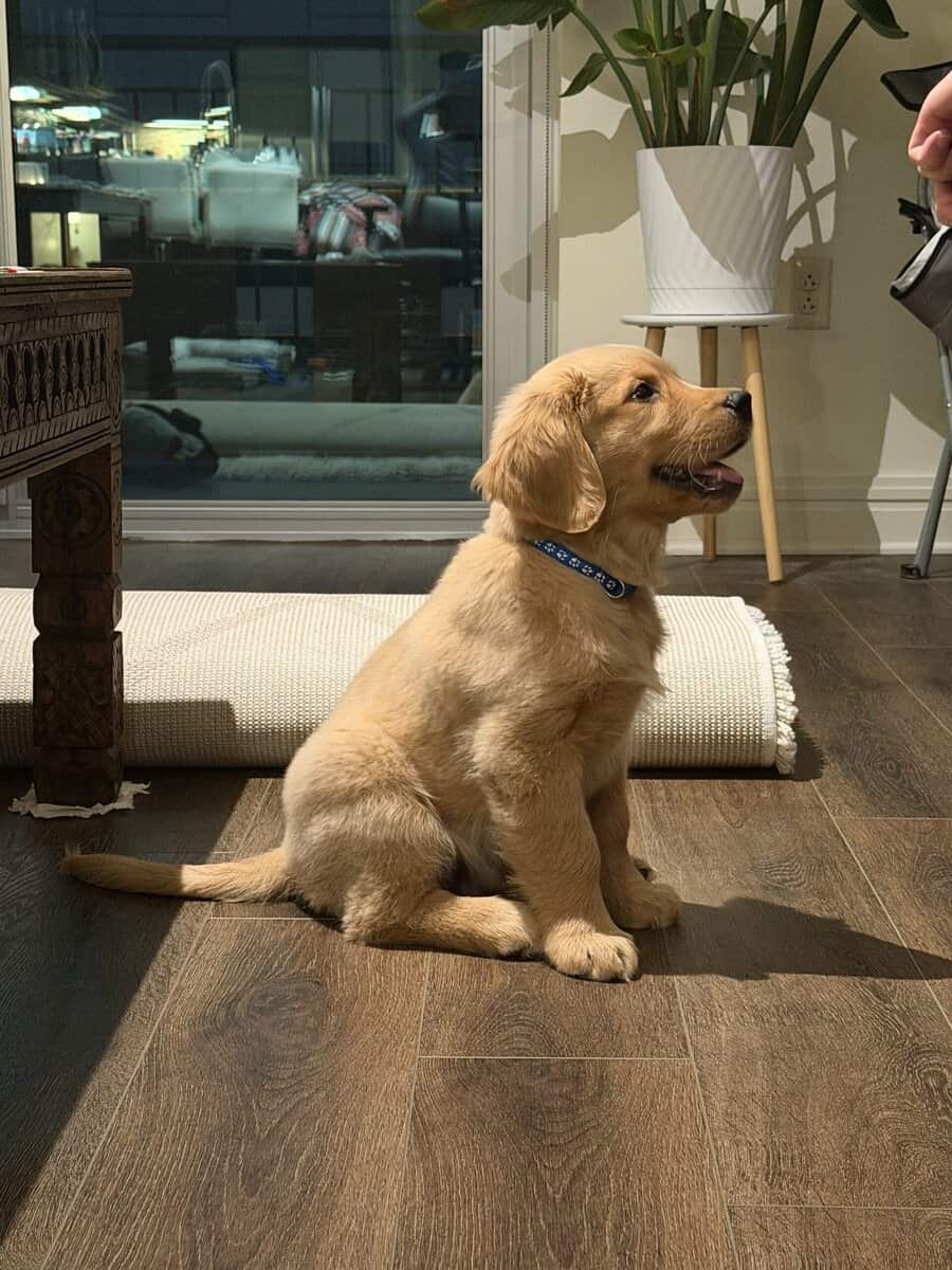 Golden Retriever Puppy to rehome image 2