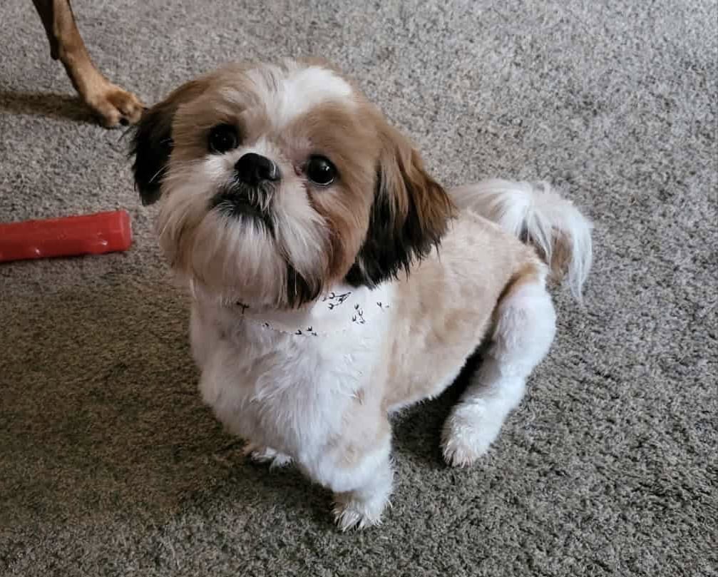 Free to good home-5 year old Shih Tzu image 1