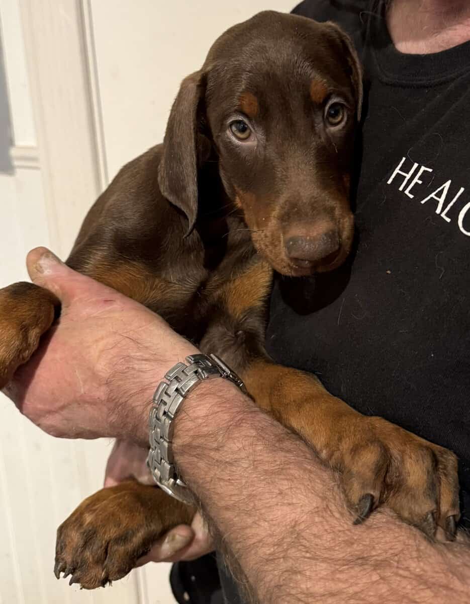Doberman Puppies image 2