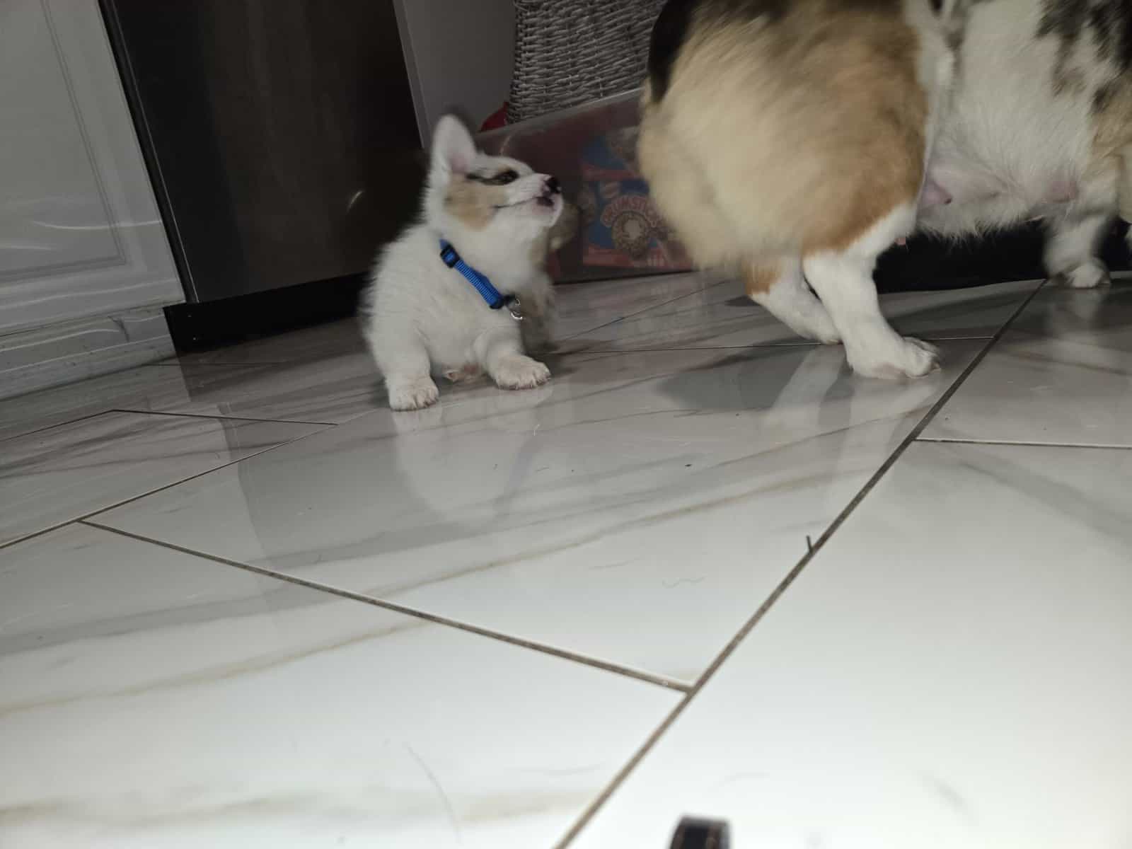 American corgi image 10