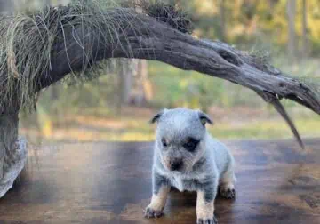 Australian Cattle Dog for sale