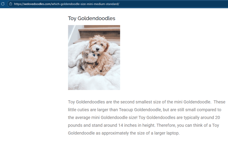 Mini-Golden Doodle Pups (Teacup to Toy size) image 9