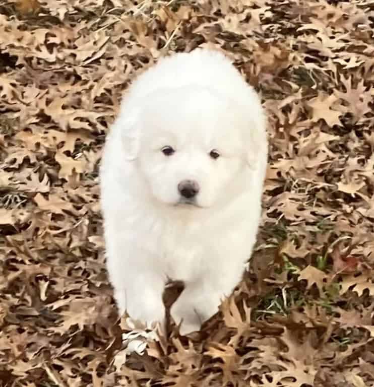 Great Pyrenees puppies image 4