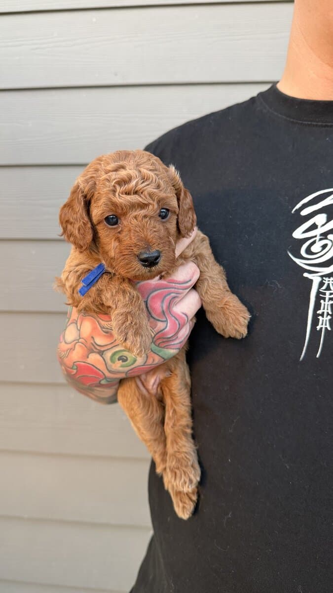 Micro mini goldendoodles 🤎 image 2