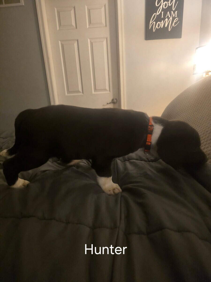 Silver lab /german wired pointer mix image 5