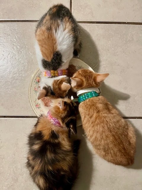 3 KITTENS AVAILABLE FOR ADOPTION. CALICO + ORANGE image 6