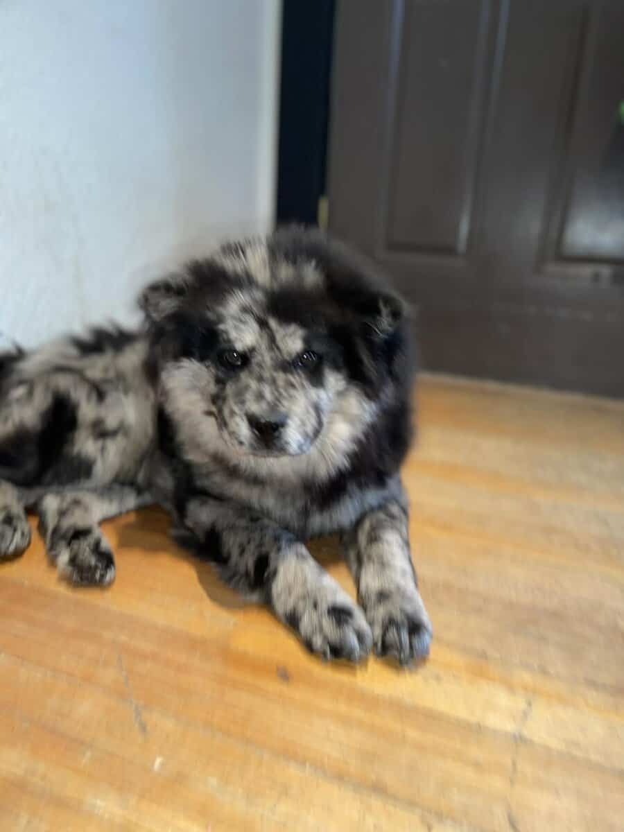Chow puppy image 3