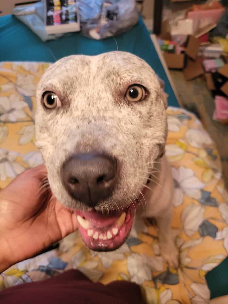 Adult female pitbull mix free to a good home image 2