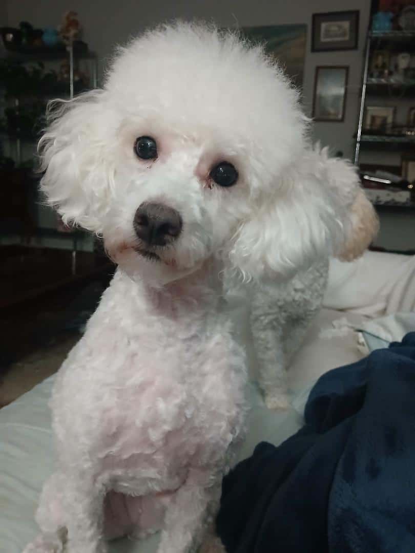 Toy Poodle image 6