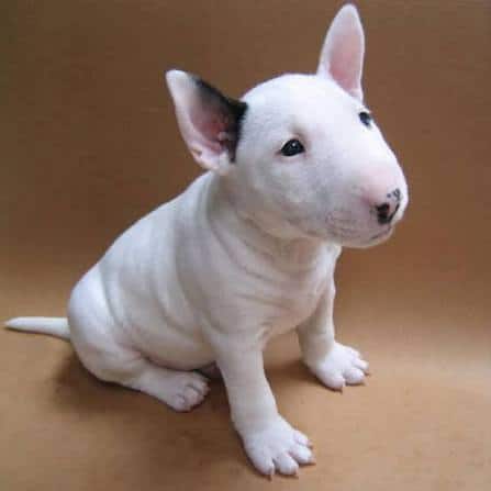 In search of Bull terrier puppy image 1