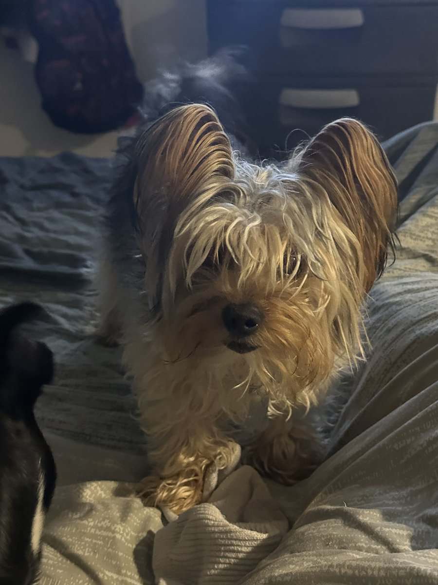 Female yorkie image 1
