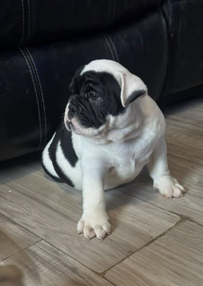 Female olde English bulldog image 5