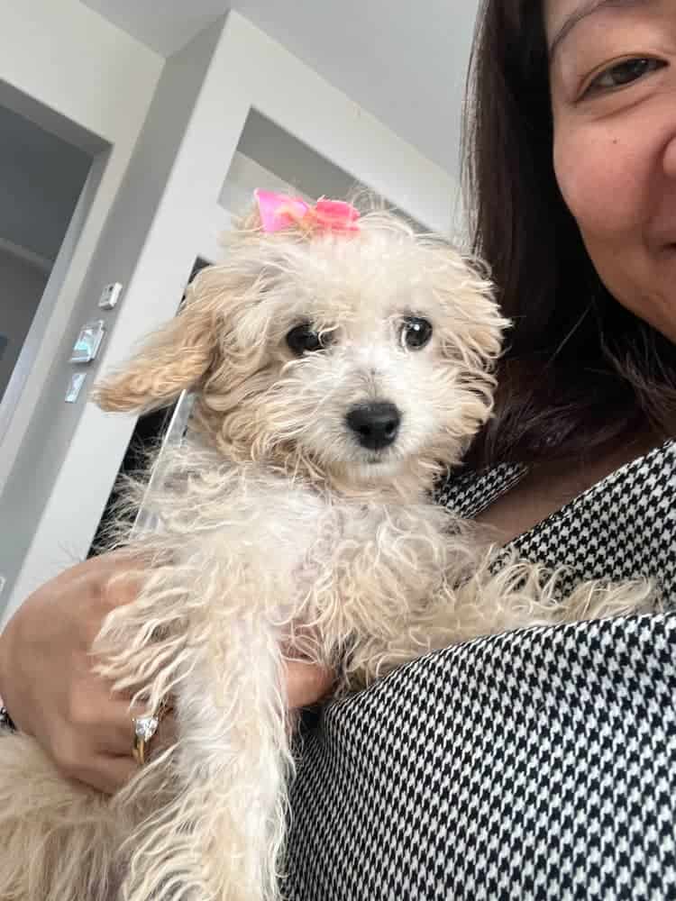 Bichapoo Puppy image 2
