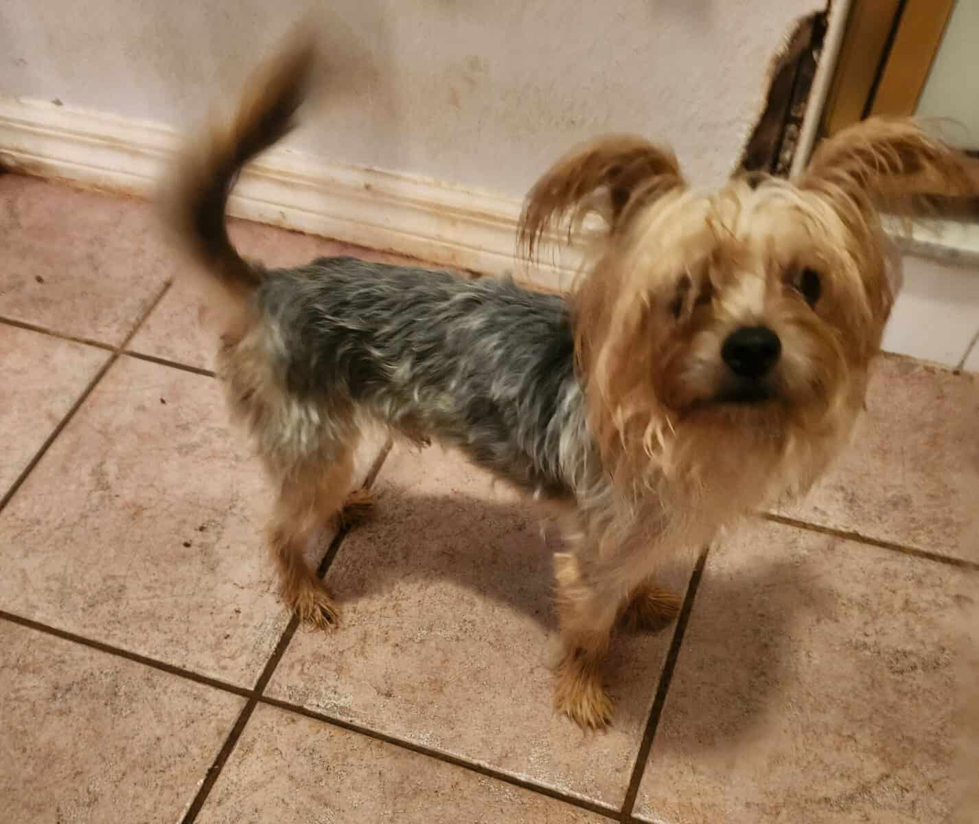 Morkie Boy Red J. J. image 1