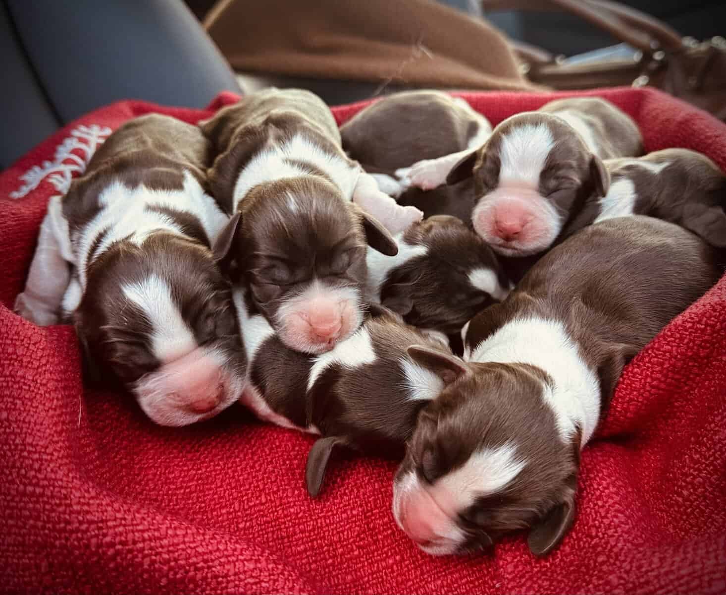 English Springer Spaniels image 7