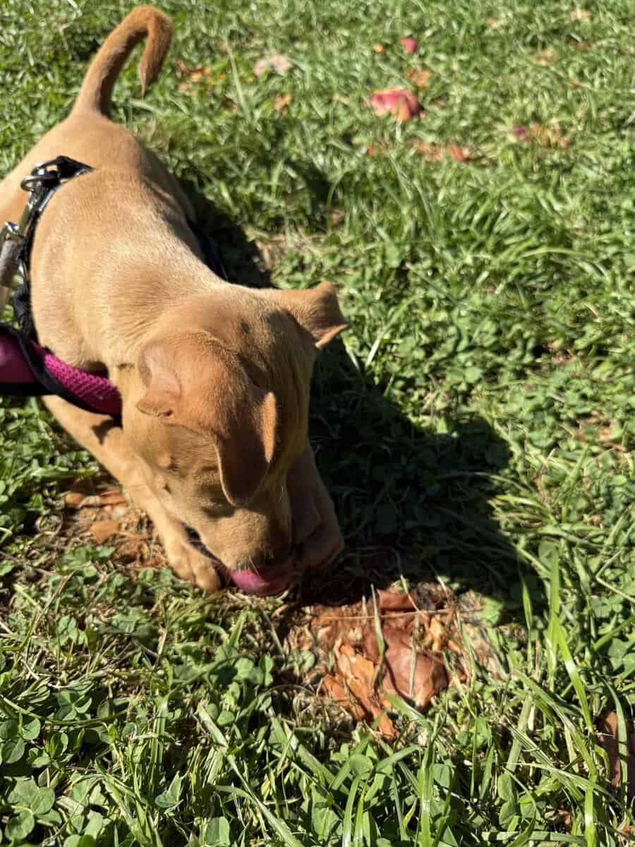 Beautiful retriever mix image 3