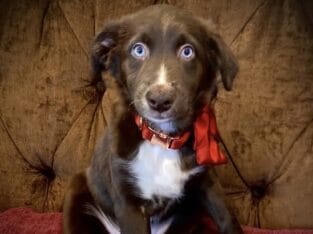 Australian Shepherd – Meet Annie