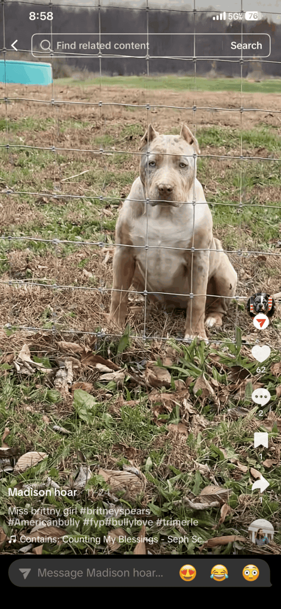 XL bully puppy image 3