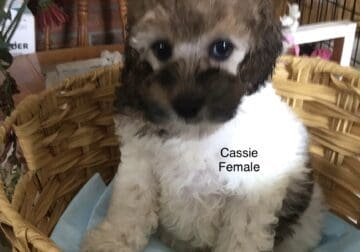 Purebred Miniature Poodle Puppies