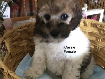 Purebred Miniature Poodle Puppies