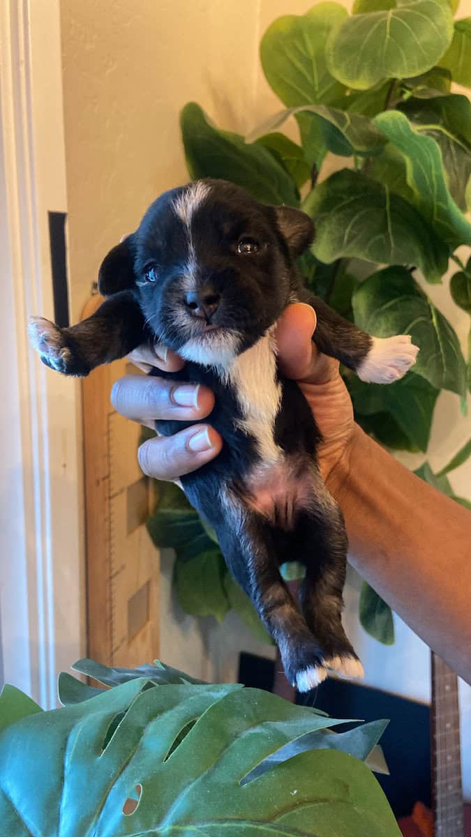 Puppies for Sale image 3