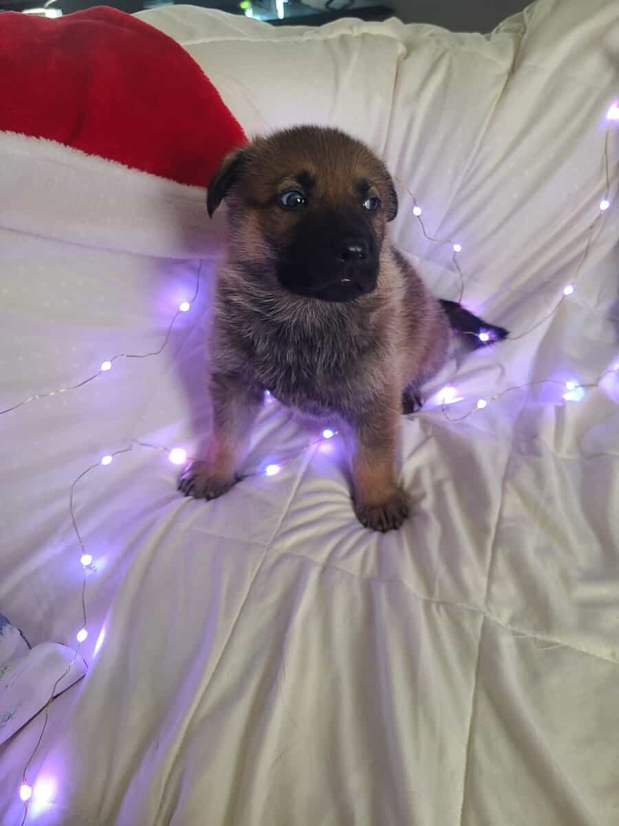 Wolf / German Shepherd Puppies - Teddy Bear image 9