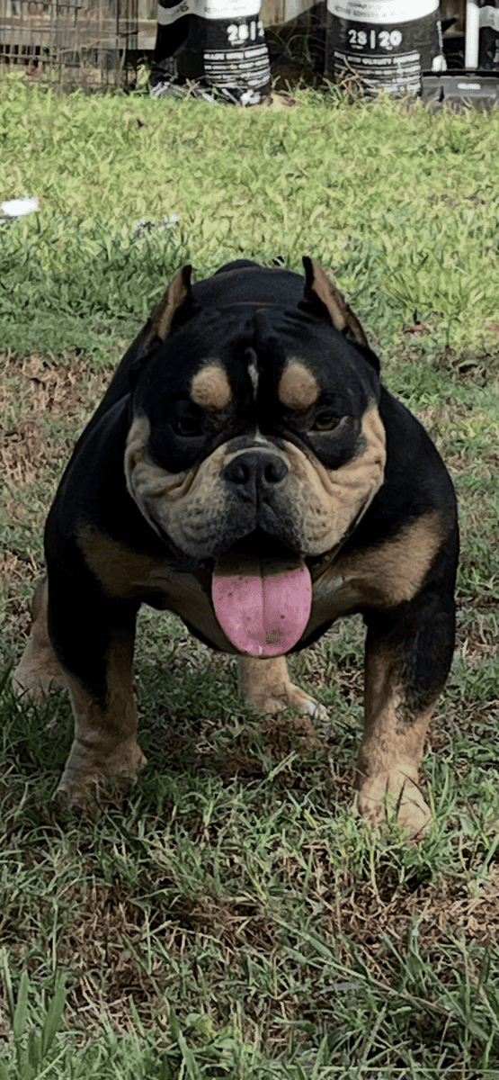 Male Tri Bully image 2