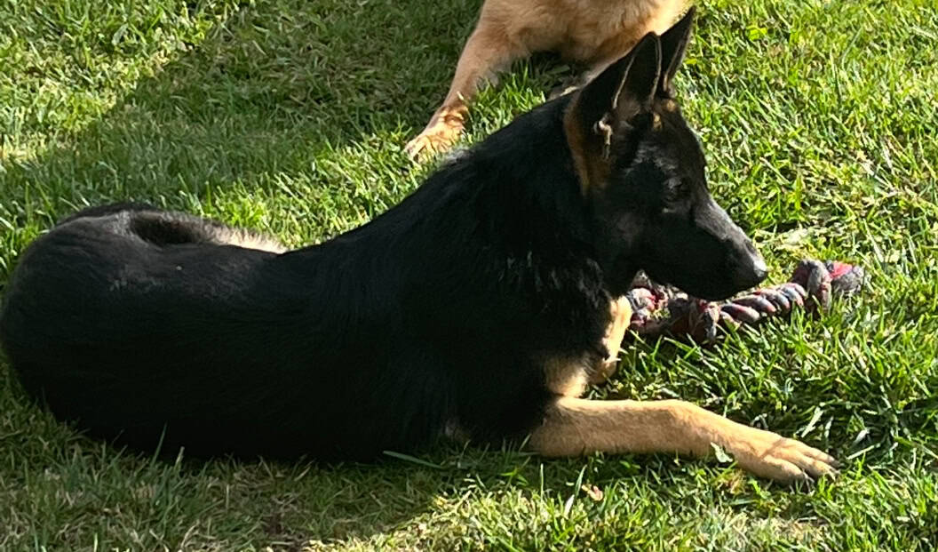 Max Belgian Shepherd image 2