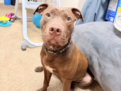 American Staffordshire Bull Terrier puppy for sale