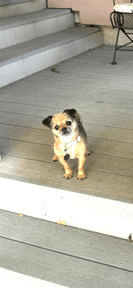 Tiny dog for sale! “Baba” image 3