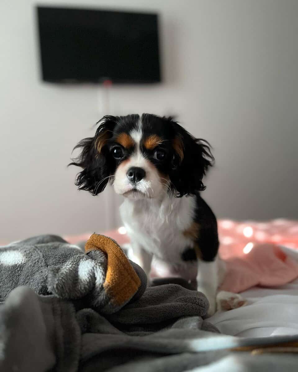 AKC Cavalier King Charles Spaniel Puppies Availabl image 13