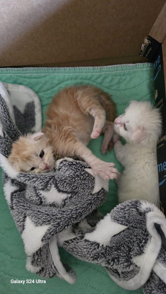 Garfield- Purebred Maine Coon kitten image 5