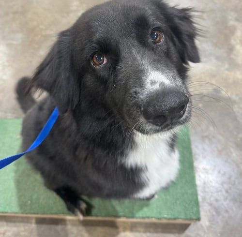 Rehoming a border collie image 2