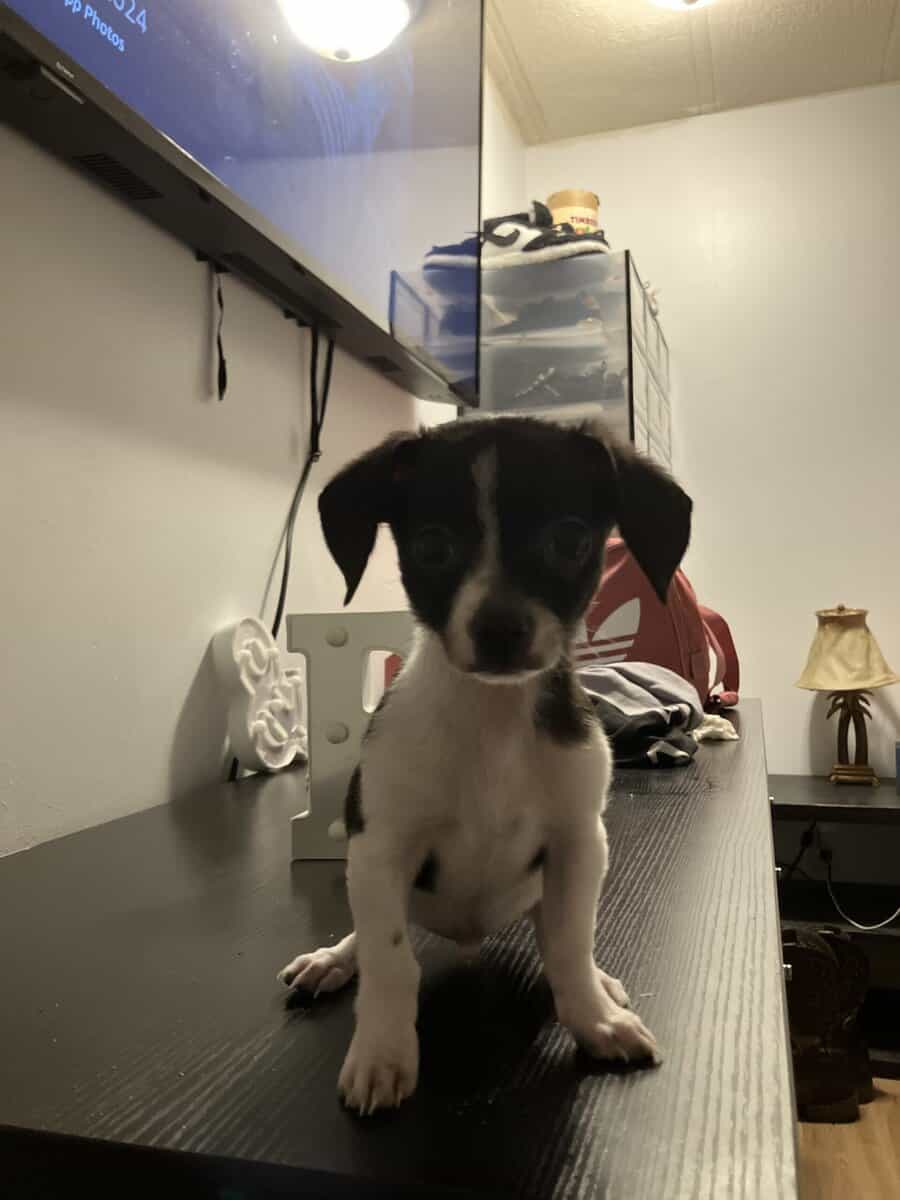 Chihuahua Terrier image 4