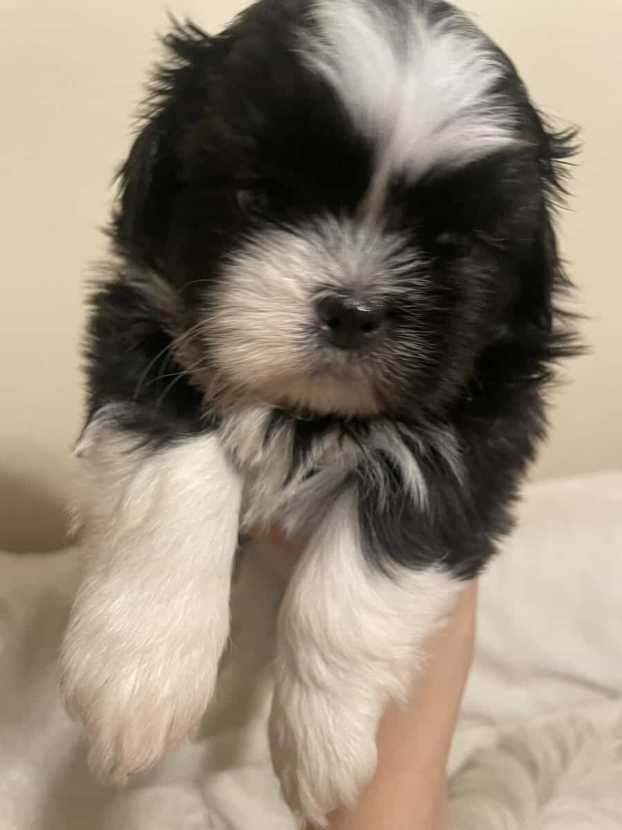 Shih Tzu Pups image 3