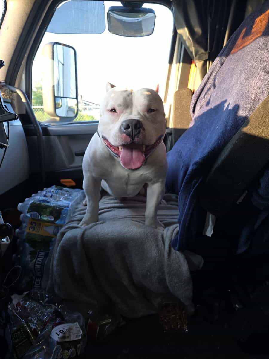Bully’s image 13