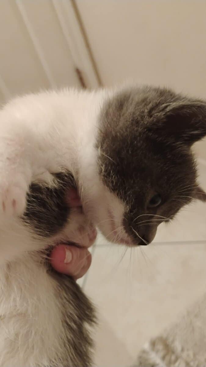 Munchkin British shorthair image 6