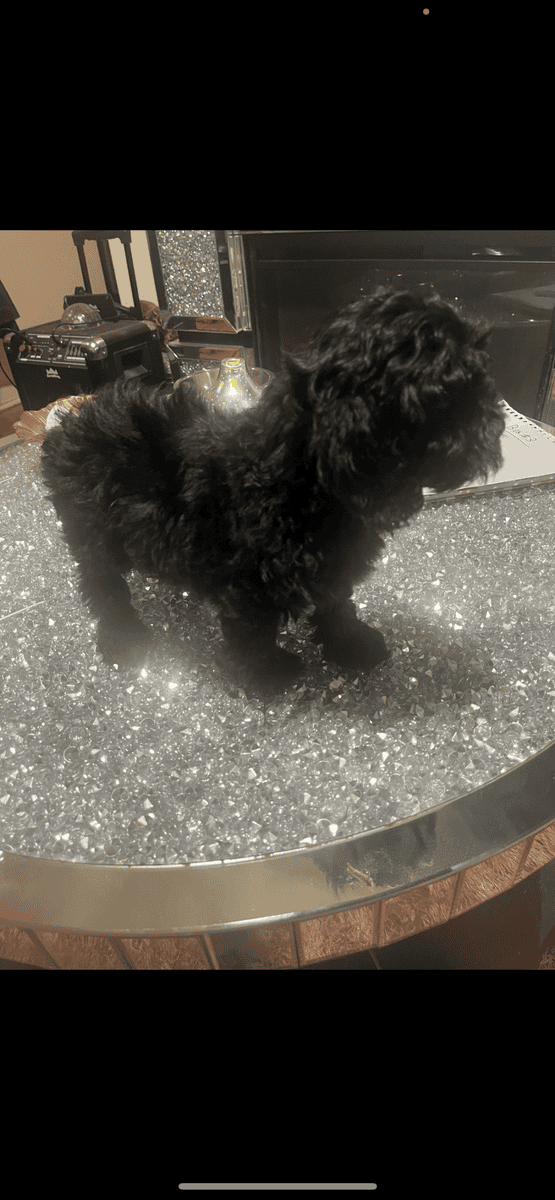 Cava poo image 2