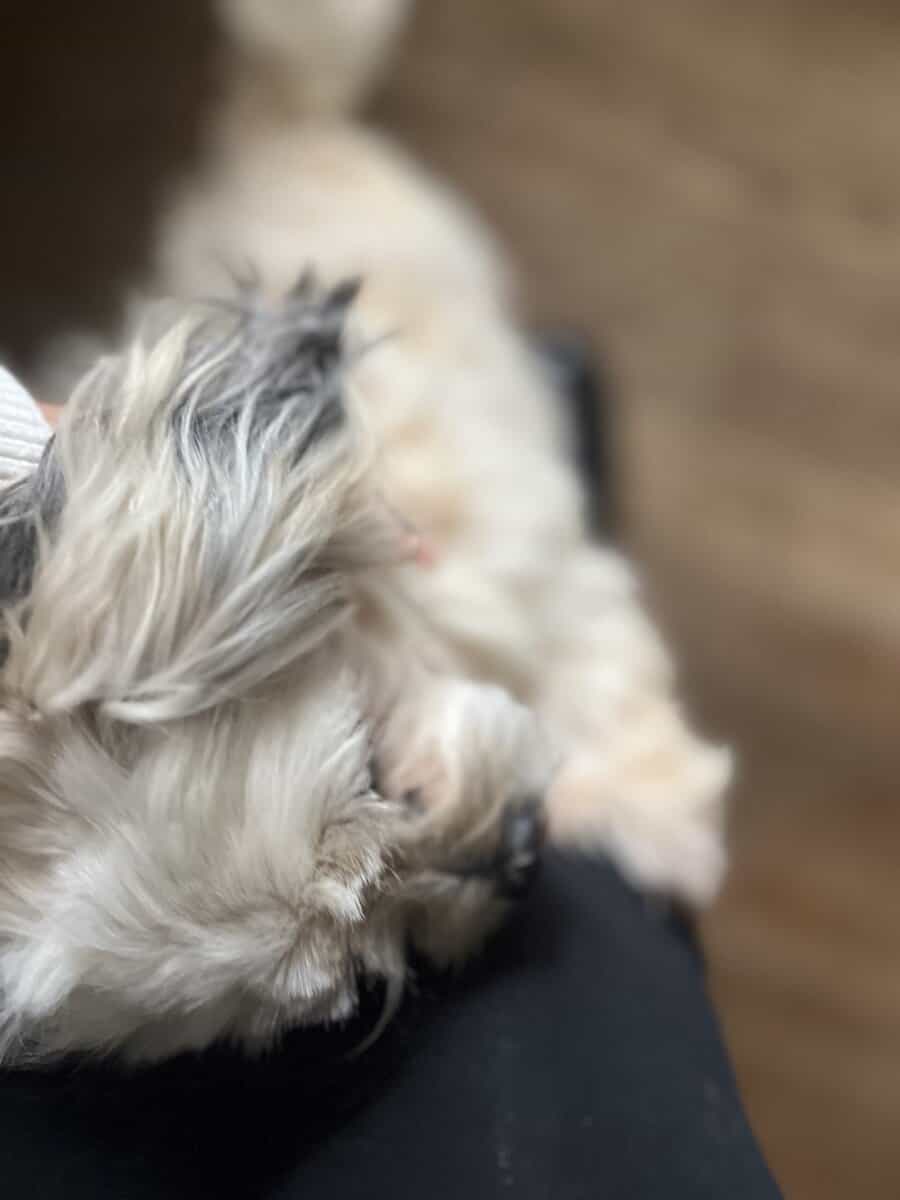 Peekaboo in need of a Loving Home! image 4